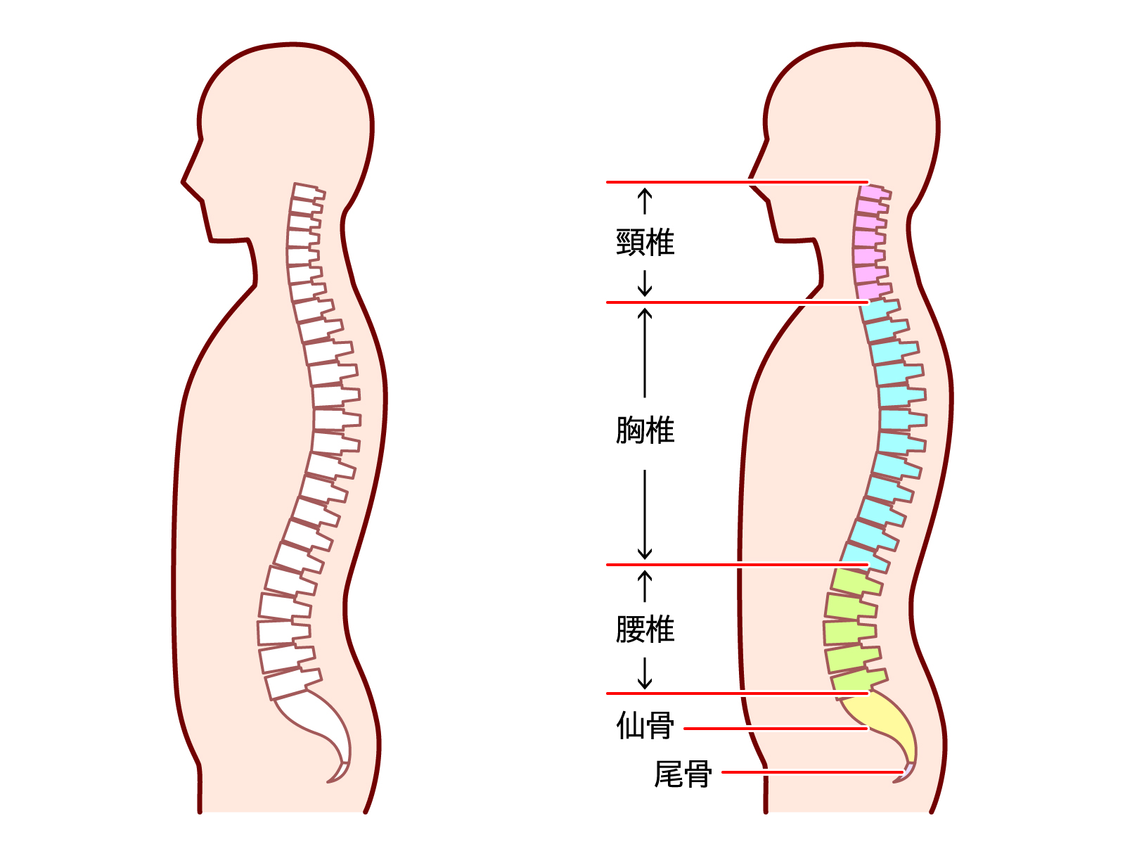 首から骨盤までの背骨の構造を示し、頸椎・胸椎・腰椎の位置関係を説明したイラスト