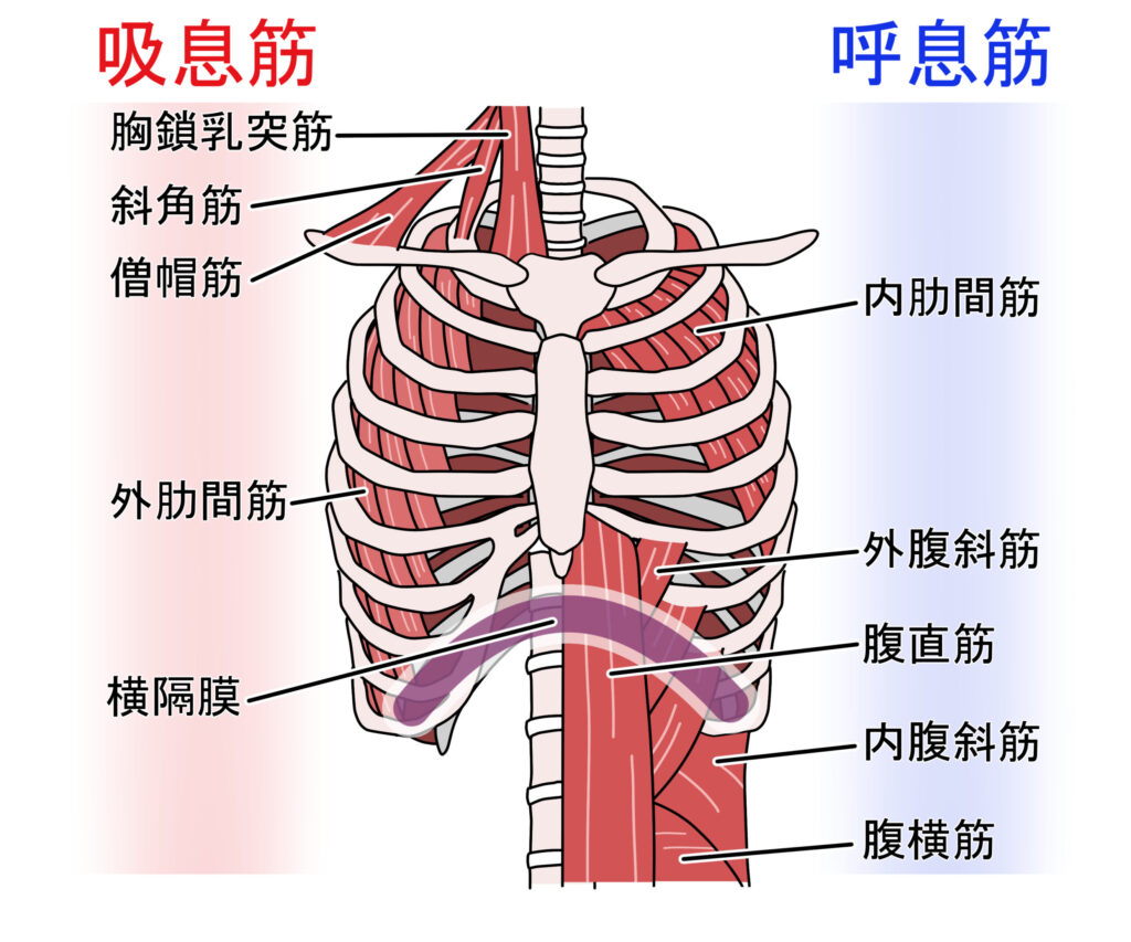 呼吸に関わる筋肉を示した胸郭と横隔膜の解剖イラスト